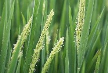 鸿源13水稻栽培技术要点，全生育期150.5天