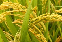 晶两优6965水稻栽培技术要点，每亩插足基本苗6万以上