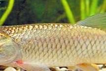 草鱼的刺怎么去掉，体重最多可超过40公斤