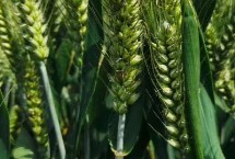 院丰369小麦栽培技术要点，每亩基本苗14万－22万