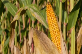 鑫科玉1号玉米栽培技术要点，中抗弯孢叶斑病5MR