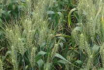 郑麦1342小麦栽培技术要点，适宜播种期10月上中旬