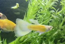 孔雀鱼几点喂食好，根据生长的情况决定