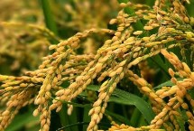 星火优981水稻栽培技术要点，籼型三系杂交水稻品种