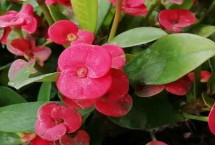 虎刺梅如何过冬，四季都能开花