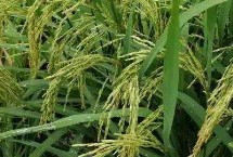 鑫丰优粤农丝苗水稻栽培技术要点，秧田播种量每亩12.5千克