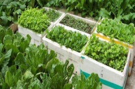 土里放了肥料几天可以种菜，无毒但尽量不长期使用