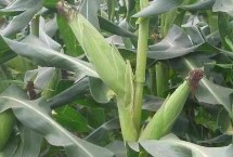 世大8207玉米栽培技术要点，夏播适宜在5月中旬前播种