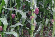 ZT5511玉米栽培技术要点，适宜在肥力中上等的地块种植