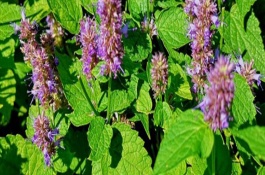 藿香容易招虫子吗，可以春播也可秋播