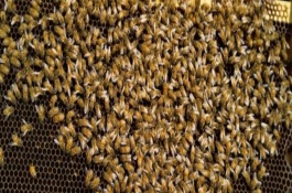 新收蜜蜂喂糖水要持续多久，一般要饲喂3天