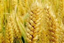 众岱100小麦栽培技术要点，每亩适宜基本苗20～22万