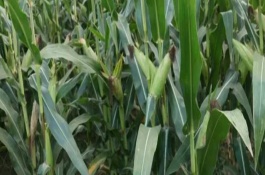 福华甜玉米栽培技术要点，秋植生育期73～74天