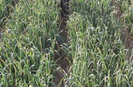 秋冬季节如何让大蒜早出苗，把握前轻中重后补的施肥原则