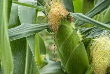 明玉605玉米栽培技术要点，放赤眼蜂防治玉米螟虫