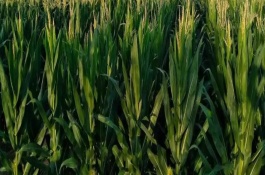 S216玉米栽培技术要点，出苗至成熟119天