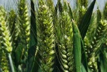 豫园8号小麦栽培技术要点，半冬性品种