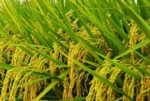 野香优莉丝水稻栽培技术要点，该品种株型适中