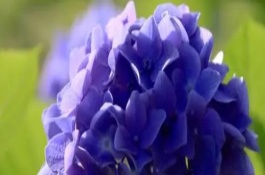 绣球花开花时能施肥吗，适宜的生长温度是18-28℃