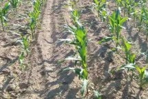 打了草甘膦多久能种玉米，需按照说明正确操作