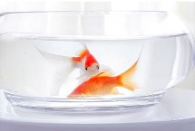 适合与金鱼混养的鱼，重点是要做好换水措施