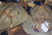 鲎鱼有没有毒，属于有毒动物