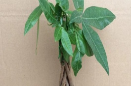 发财树如何正确修剪，春秋季节每隔3天浇一次水