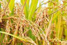 腾两优蒂占水稻栽培技术要点，6月下旬播种