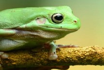 青蛙可以活多久，又被称为蛙、蛤蟆、田鸡、蛙子等