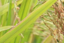 东富194水稻栽培技术要点，香稻品种