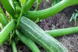 大棚西葫芦植株调整方法，可能是授粉不良所致