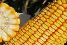 腾龙1839玉米栽培技术要点，生育期135.1天