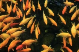 鲤鱼繁殖需要什么条件，通常不会进食