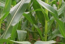 敦育68玉米栽培技术要点，中抗茎腐病