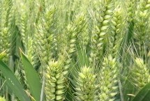 中科糯麦208小麦栽培技术要点，属糯小麦品种