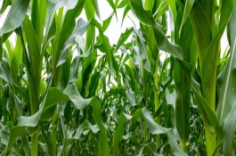 九单206玉米栽培技术要点，4月下旬至5月上旬播种