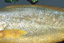 适合小孩吃的鱼有哪些，包括黄鱼、鲈鱼、鳜鱼等品种