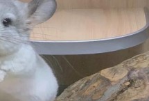 龙猫螨虫感染的治疗方式，螨虫感染会产生较多皮屑