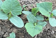 黄瓜哪个季节成熟，要马上浇定根水