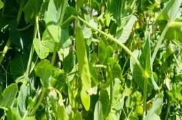 荷兰豆生长周期多久，以直播为主