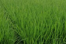 柒两优785水稻栽培技术要点，秧田亩播种量20千克