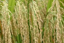 浙大两优168水稻栽培技术要点，该品种植株较矮