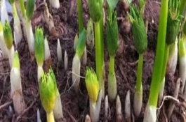 种植重楼的方法，使用温水浸泡催芽