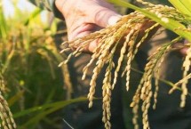 徽粳69水稻栽培技术要点，每亩栽插6万穴左右