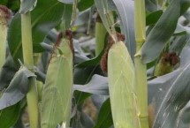 金科丰77玉米栽培技术要点，中抗茎腐病