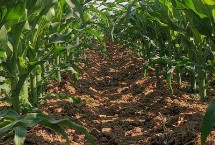 陕单673玉米栽培技术要点，注意防治病虫害