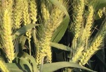 伟隆169小麦栽培技术要点，全生育期216天