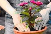 花卉可以施尿素吗，一般每年或隔年进行一次换盆