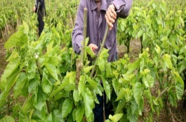 桑园冬季管理事项，根据病虫害的类型使用对应药物