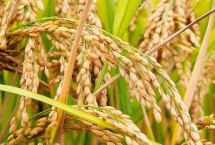 又香优香丝苗水稻栽培技术要点，大田每亩用种量1－5千克